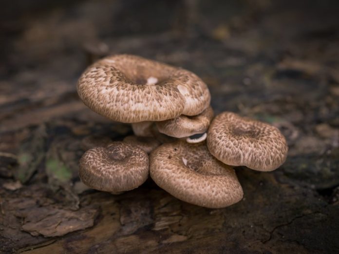 mushroom Arbor Shrooms
