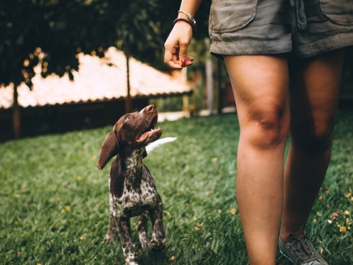 dog-park