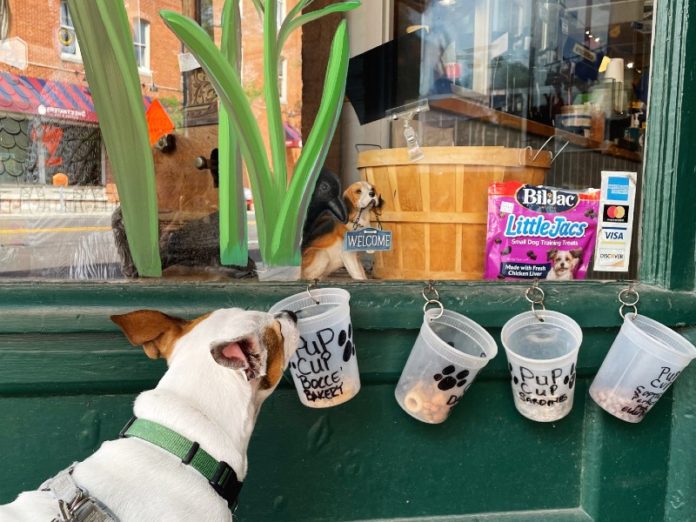 CI_Katie-Friedman_Downtown-Home-and-Garden (1) dog places