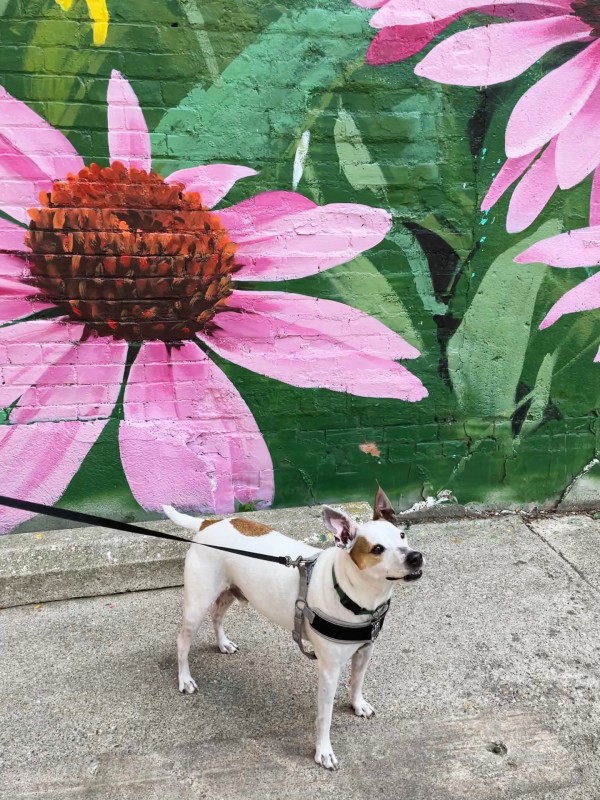 dog friendly places