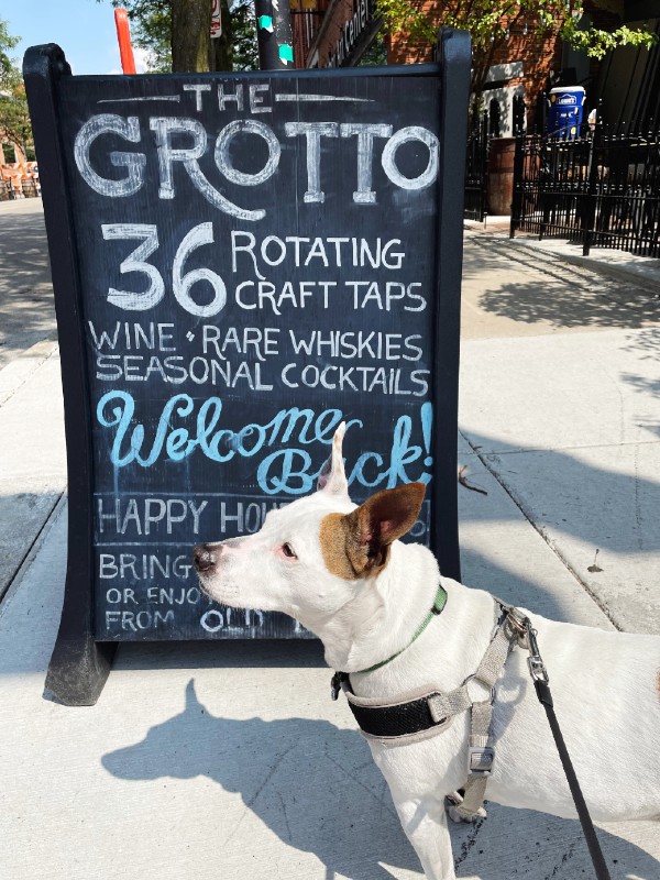 dog friendly places